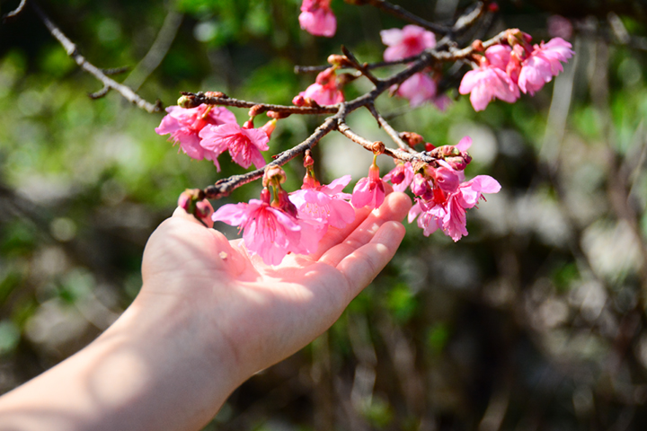 桜の花