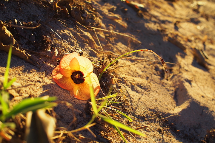 夕日に照らされる花