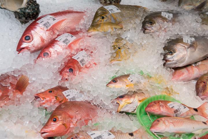 お魚センターの魚