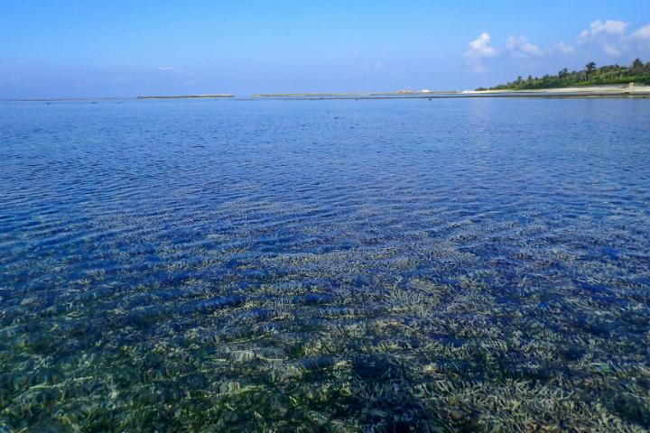 陸から近いところにサンゴ