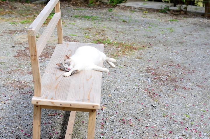 ベンチに寝る「ねこ」