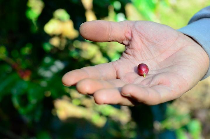 コーヒーの実