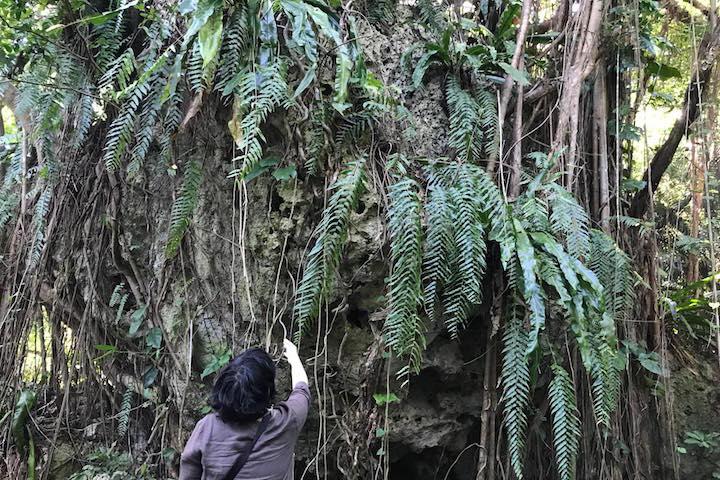 ホウビカンジュ（鳳尾貫衆）というツルシダ科の植物