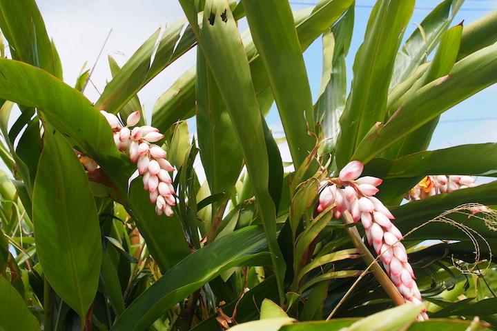 月桃（げっとう／方言名サンニン）の花