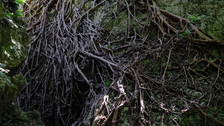 ガジュマルの根