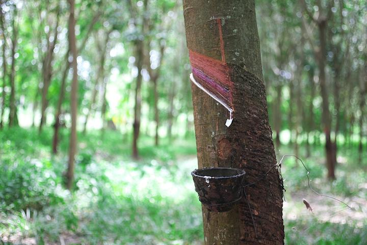 ゴムの木