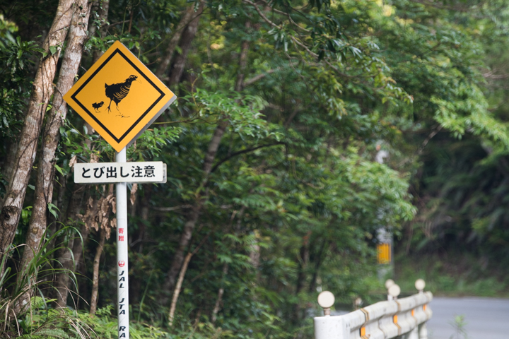 ヤンバルクイナとび出し注意
