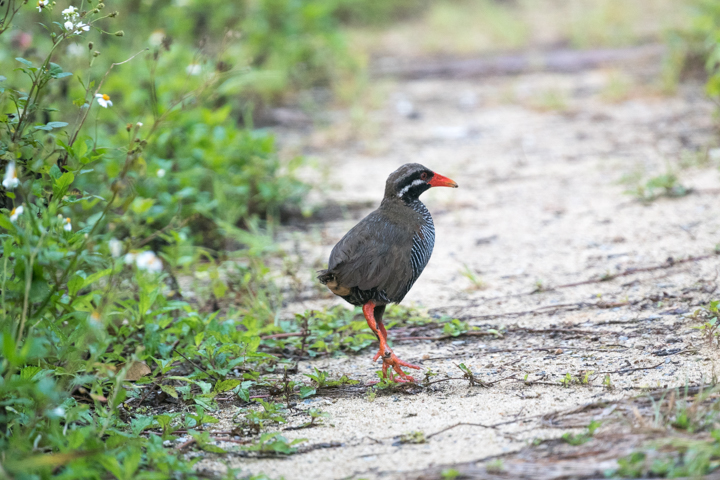 ヤンバルクイナ