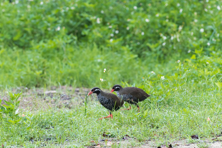 ヤンバルクイナ