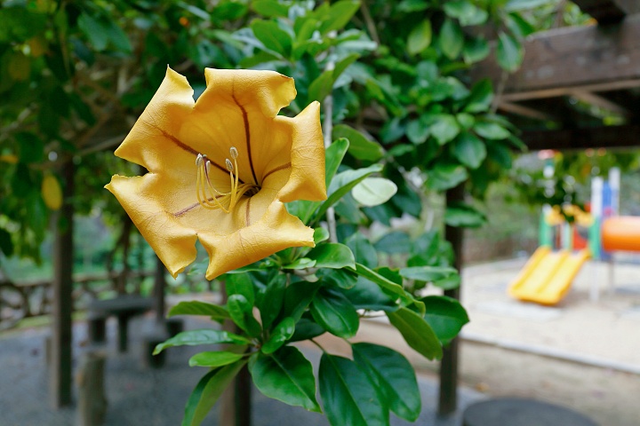 末吉公園（すえよしこうえん）内の花