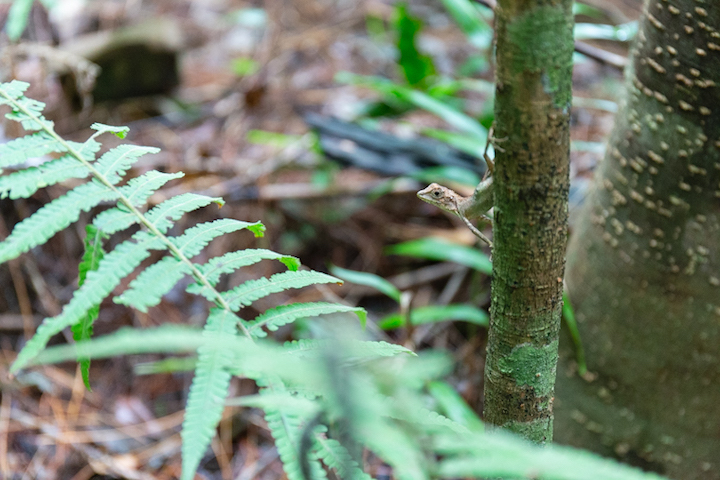 トレッキングでの植物