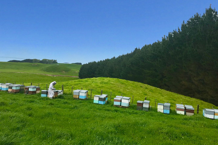 ニュージーランドのマヌカハニーを採取する巣箱