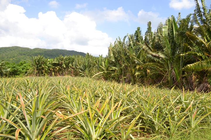 パイナップル畑