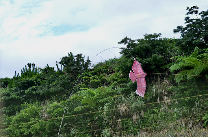 パイナップル農園