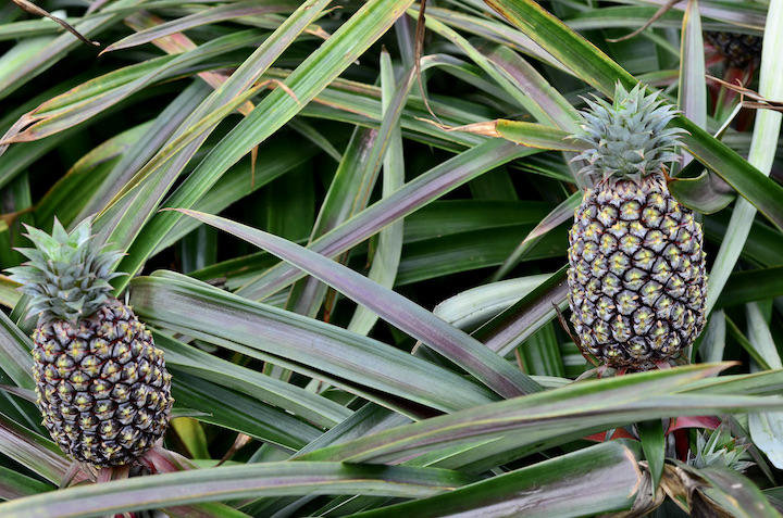 パイナップル