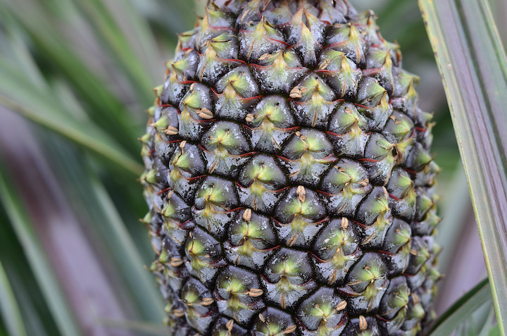 パイナップルの実