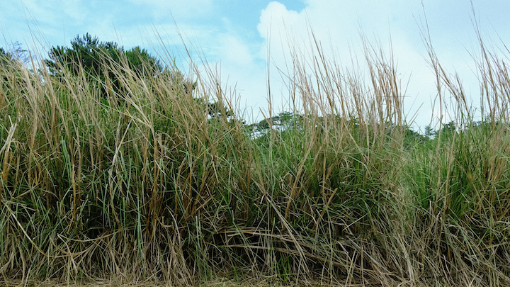 パイナップル畑