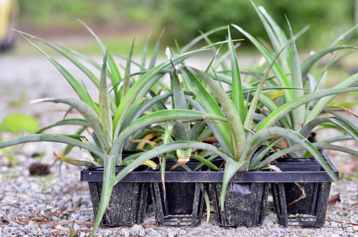 パイナップルの苗
