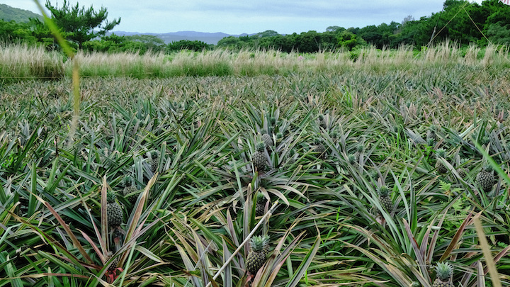 パイナップル畑