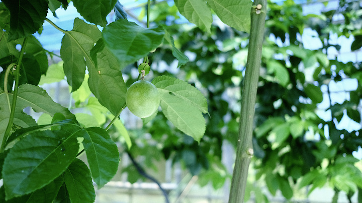 パッションフルーツの実