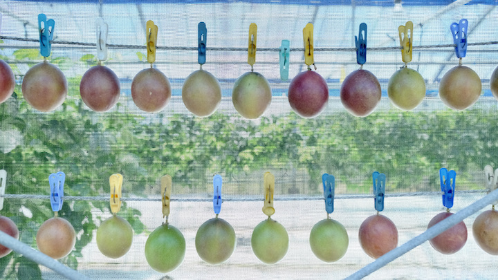 パッションフルーツを干して追熟