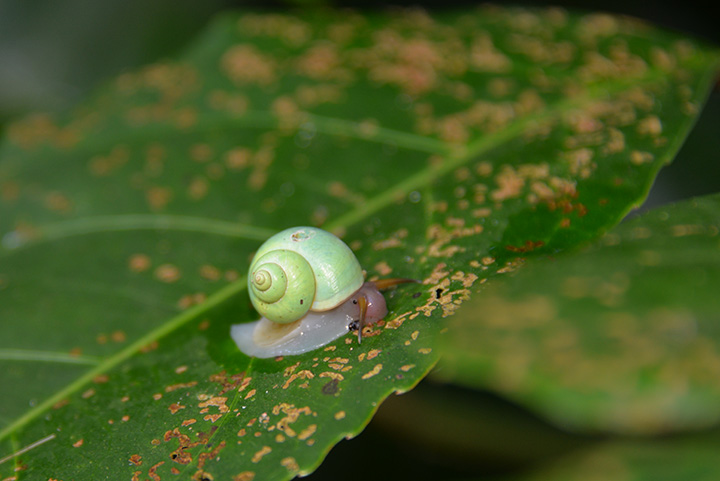 ”アオミオカタニシ