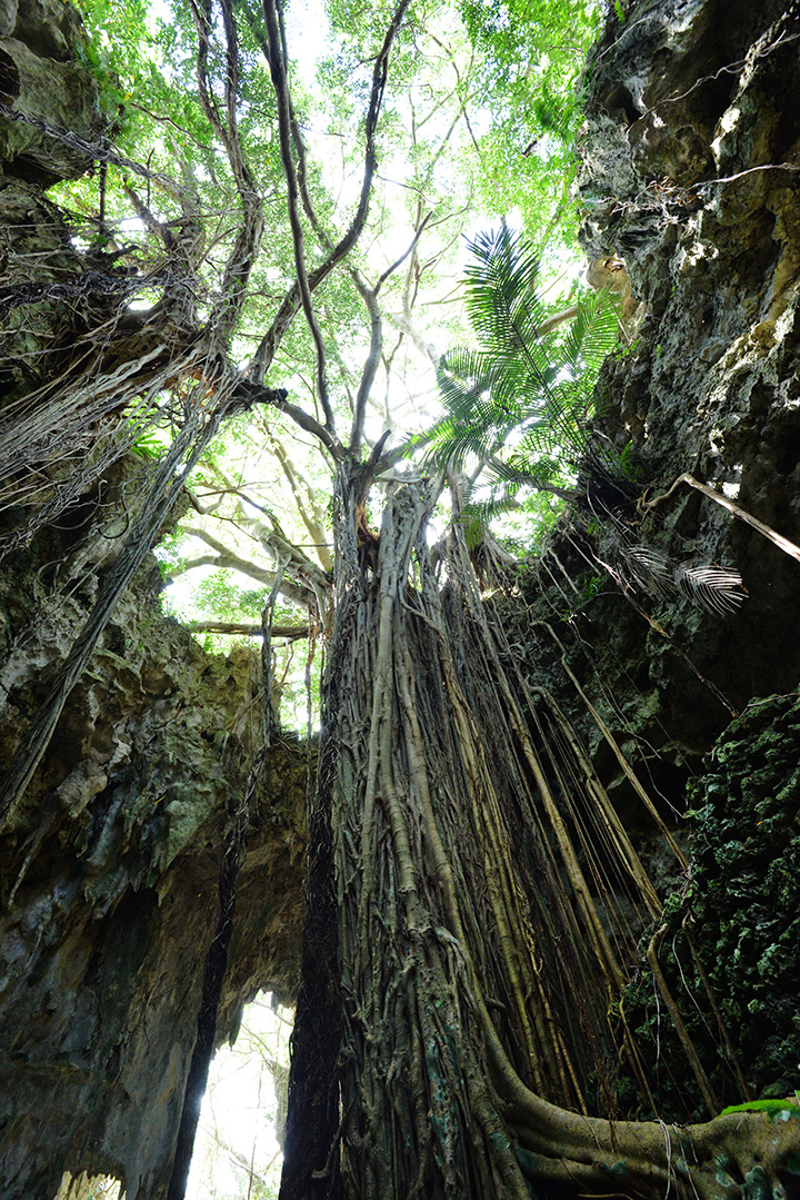 「ガンガラーの谷」のガジュマル