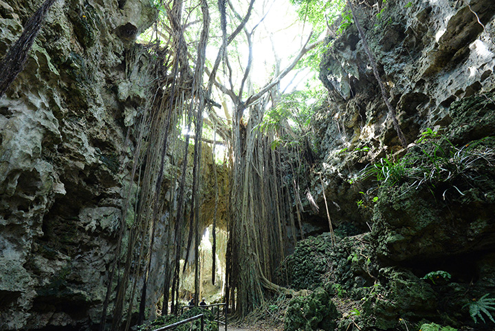 「ガンガラーの谷」のガジュマル