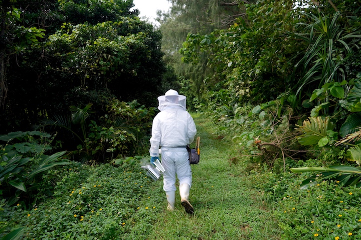 蜂の巣箱へ向かう途中