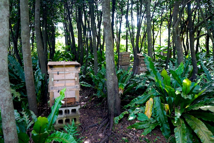 蜂の巣箱