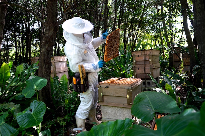 ミツバチの巣箱