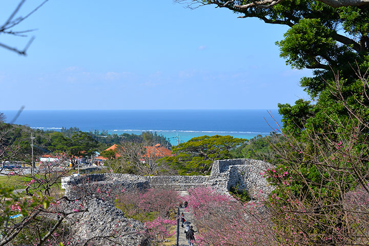 今帰仁城跡と桜