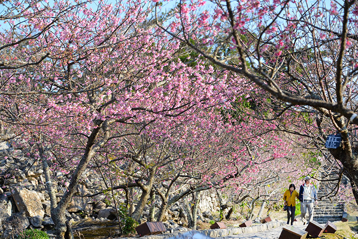 今帰仁城跡と桜