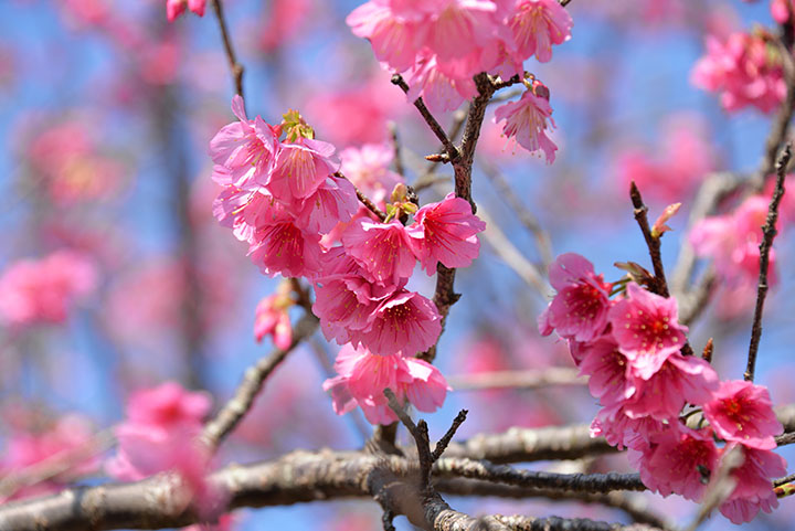 今帰仁城跡と桜