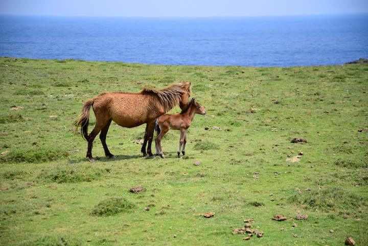 与那国馬