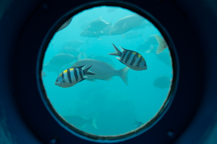 「ブセナ海中公園」の海の中にある海中展望フロアの丸い展望窓