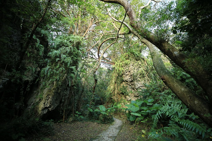 大きな琉球石灰岩と緑に囲まれた石畳