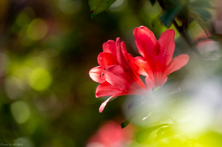 渡嘉敷島のケラマツツジ