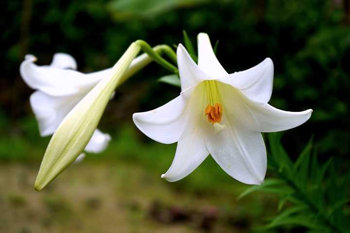 竹富島のテッポウユリ