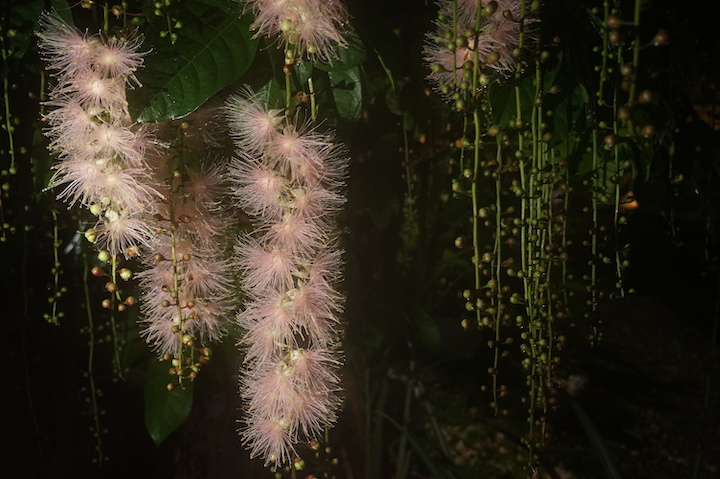 石垣島のサガリバナ