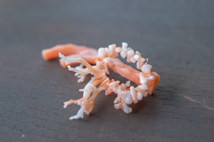 深海珊瑚（しんかいさんご）