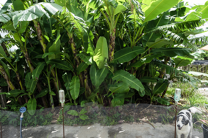 糸芭蕉と呼ばれる植物（バナナの仲間）