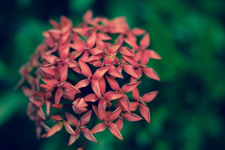 沖縄の三大名花「サンタンカ」のそっくりさん「ベニデマリ」