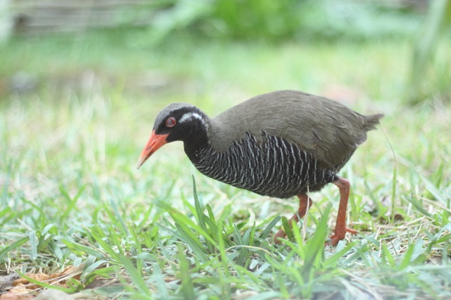 ヤンバルクイナに会える！やんばるの「ヤンバルクイナ生態展示学習施設」