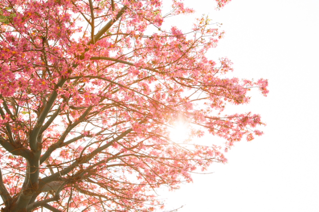沖縄の冬を彩るピンク色の花びら「トックリキワタ」