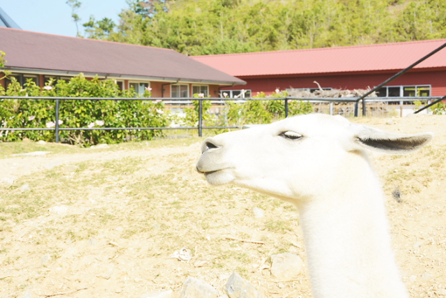 ネオパークオキナワ（名護自然動植物公園）でやんばるの自然を満喫！