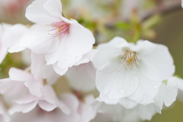 沖縄に咲く桜、クメノサクラ