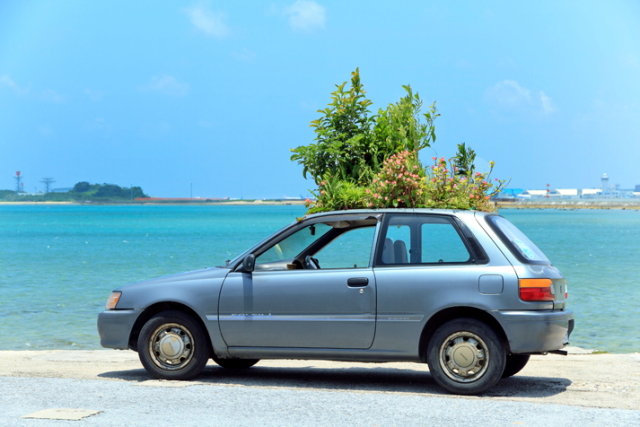 車の屋根から木が生えてる!?笑顔を生み出すふしぎな車