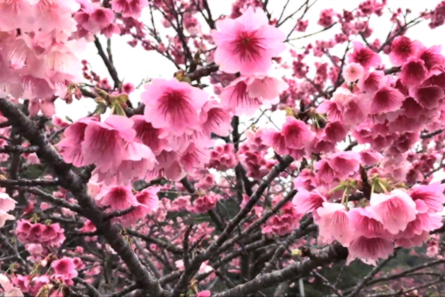 八重岳の桜