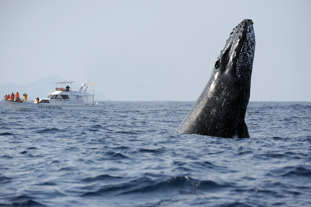 クジラの大ジャンプ！ホエールウォッチングの本格シーズン！観るなら今！